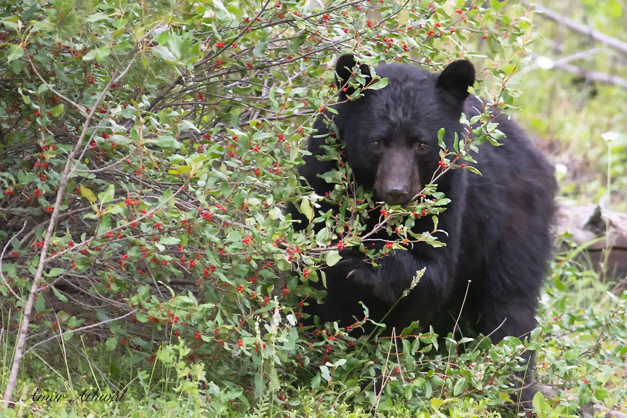 Black Bear 180810 Amar Athwal.jpg
