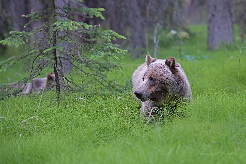 Grizzly 180826 Amar Athwal.jpg