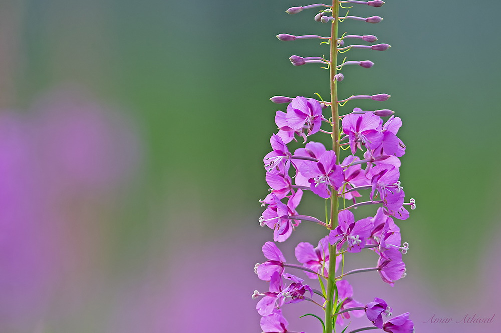 Fireweed 180904 Amar Athwal.jpg