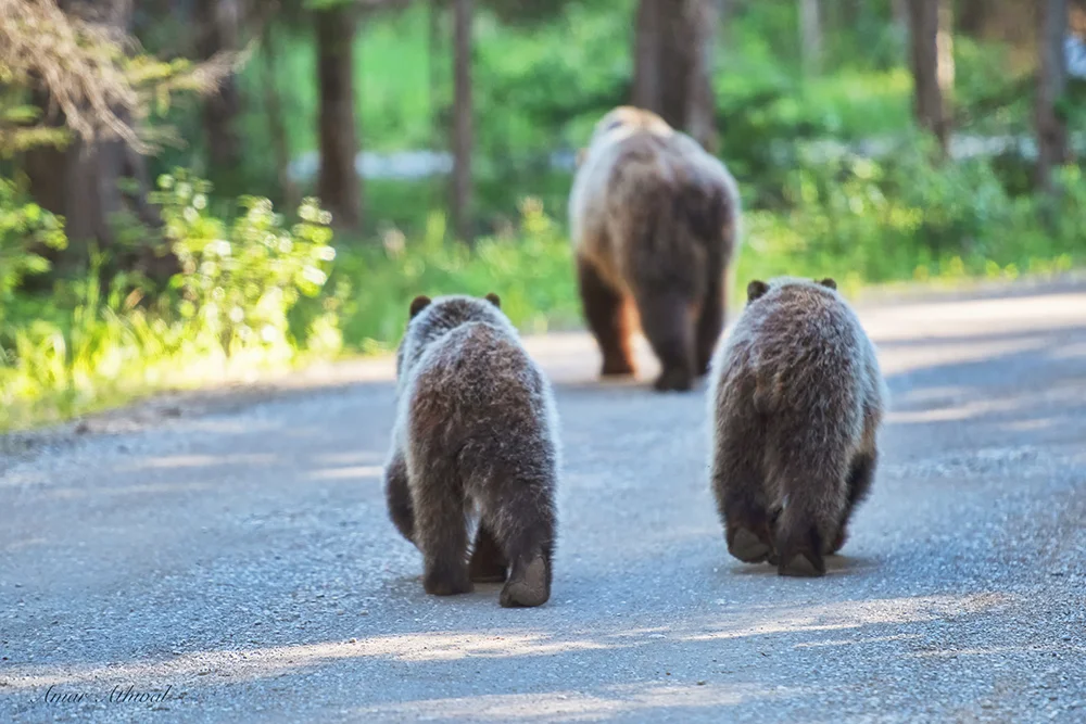 Grizzly 180905 Amar Athwal.jpg