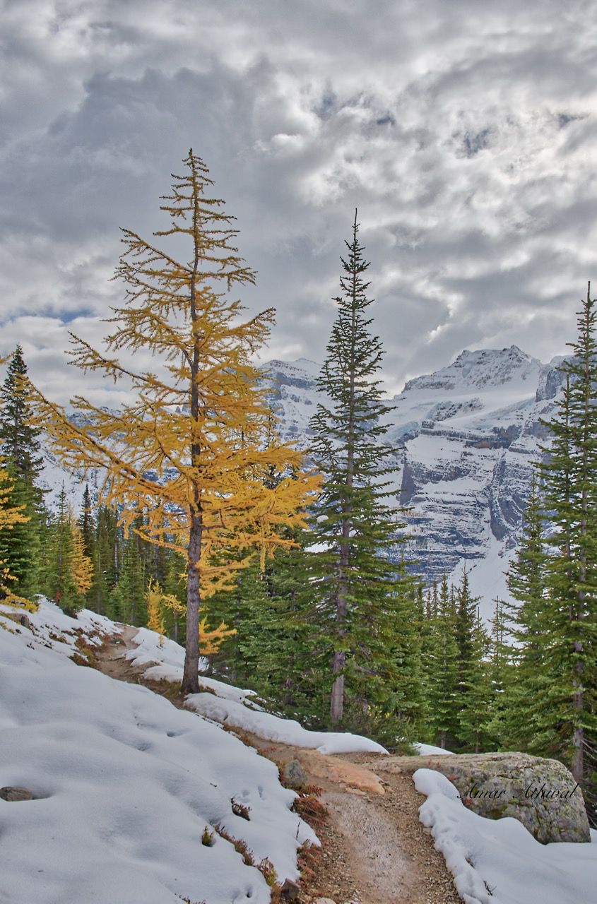 LArch Tree 180924 Amar Athwal.jpg