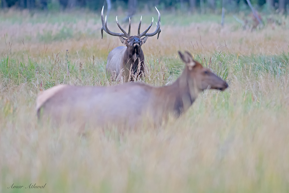 Elk 180926 Amar Athwal.jpg
