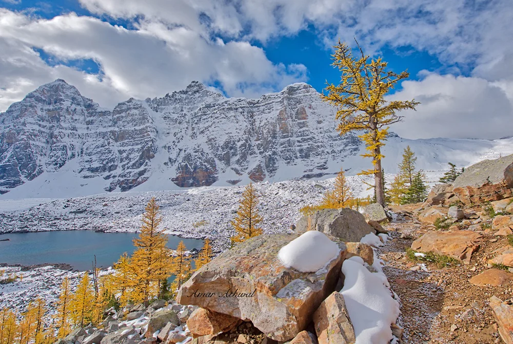 Larch Tree 180928 Amar Athwal.jpg