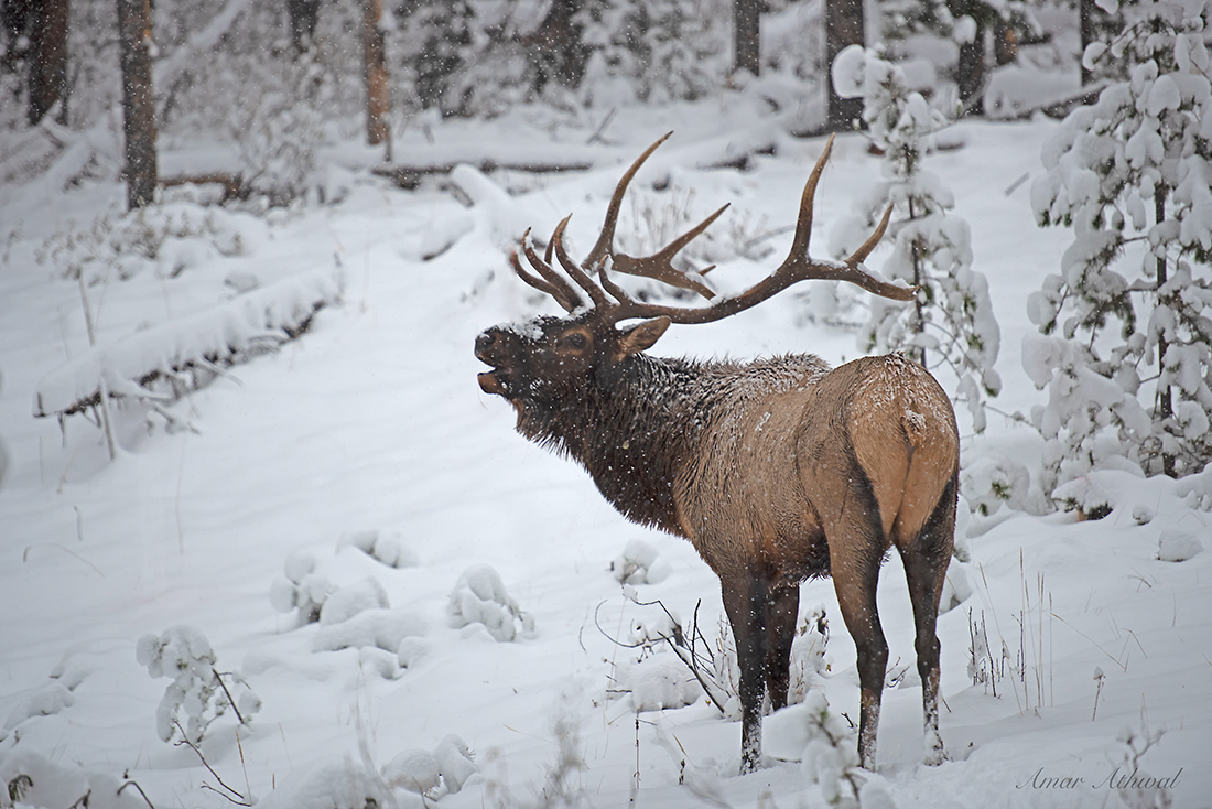 Elk 181002 Amar Athwal.jpg