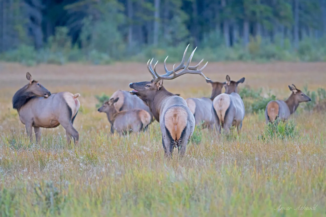 Elk 181012 Amar Athwal.jpg