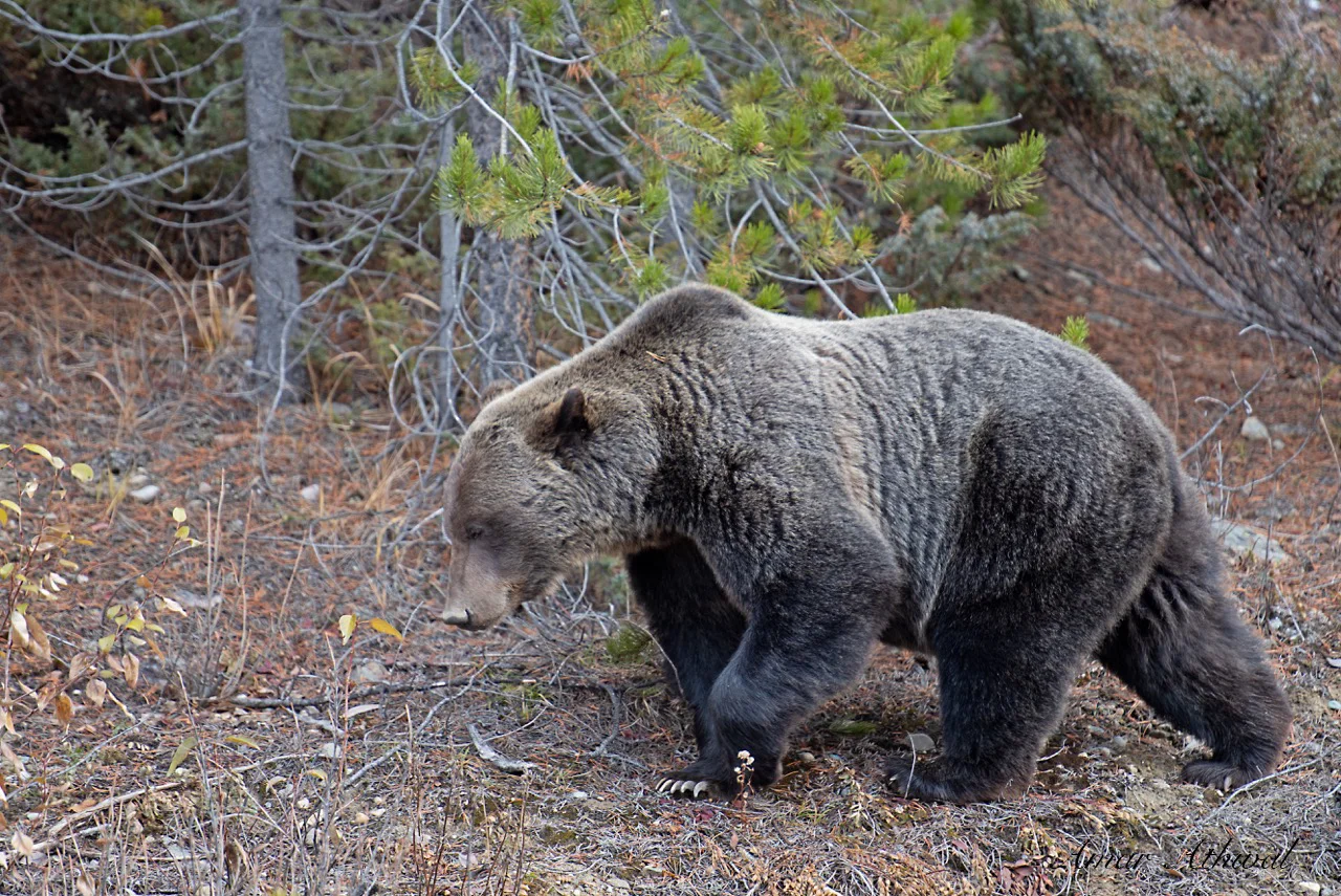 Grizzly 181017 Amar Athwal.jpg