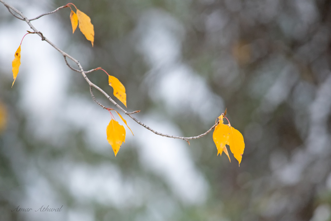 Fall Colours 181018 Amar Athwal.jpg