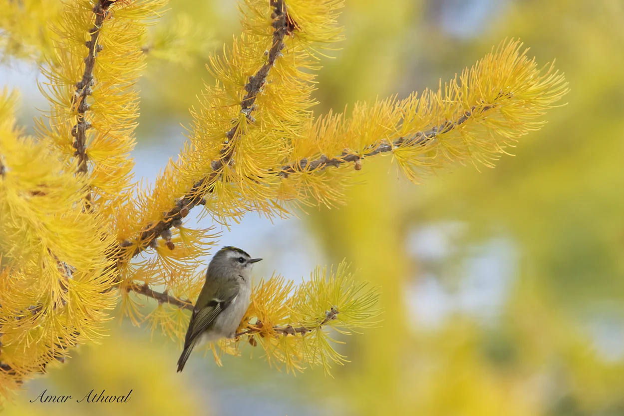 Golden-crowned Kinglet 181026 Amar Athwal.jpg