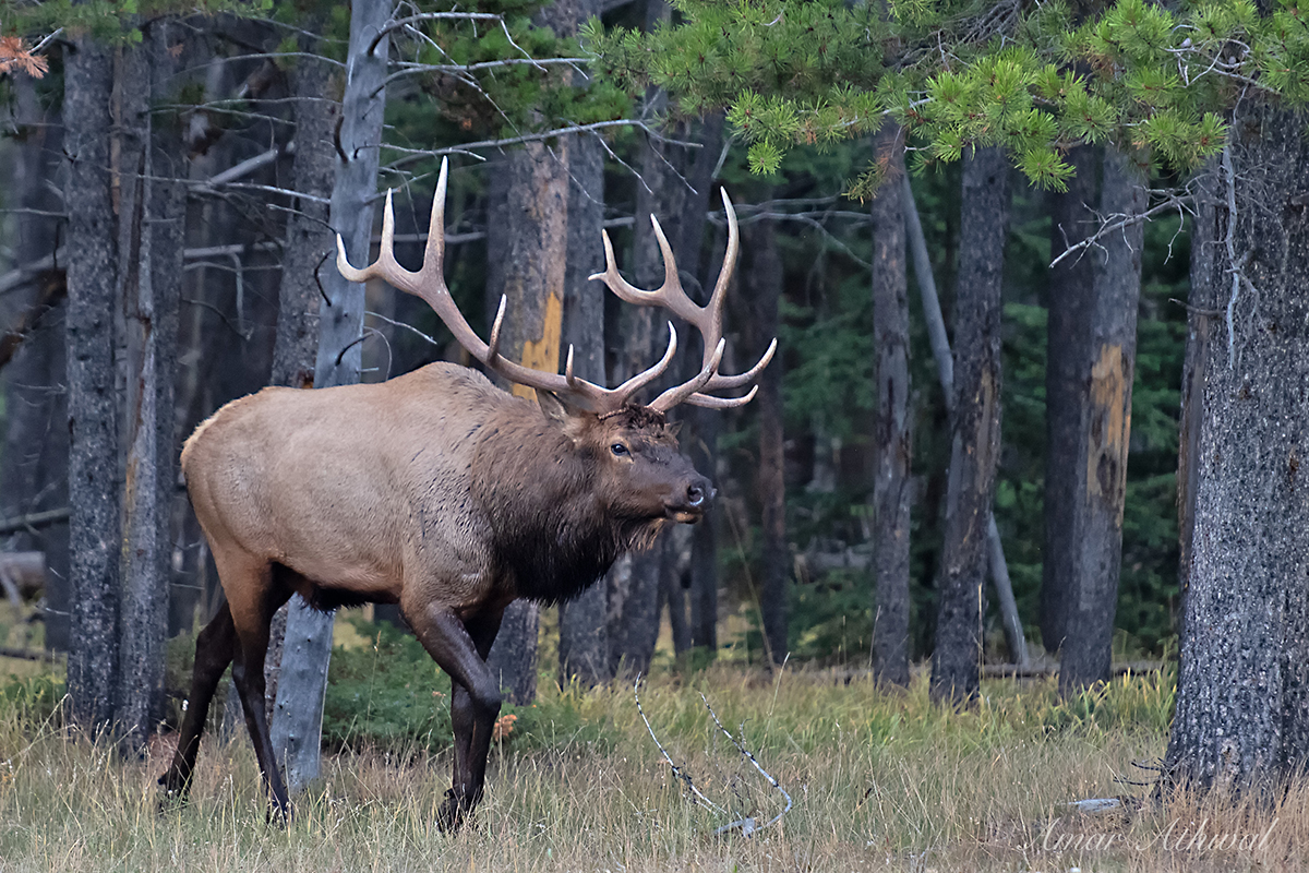Elk 181031 Amar Athwal.jpg