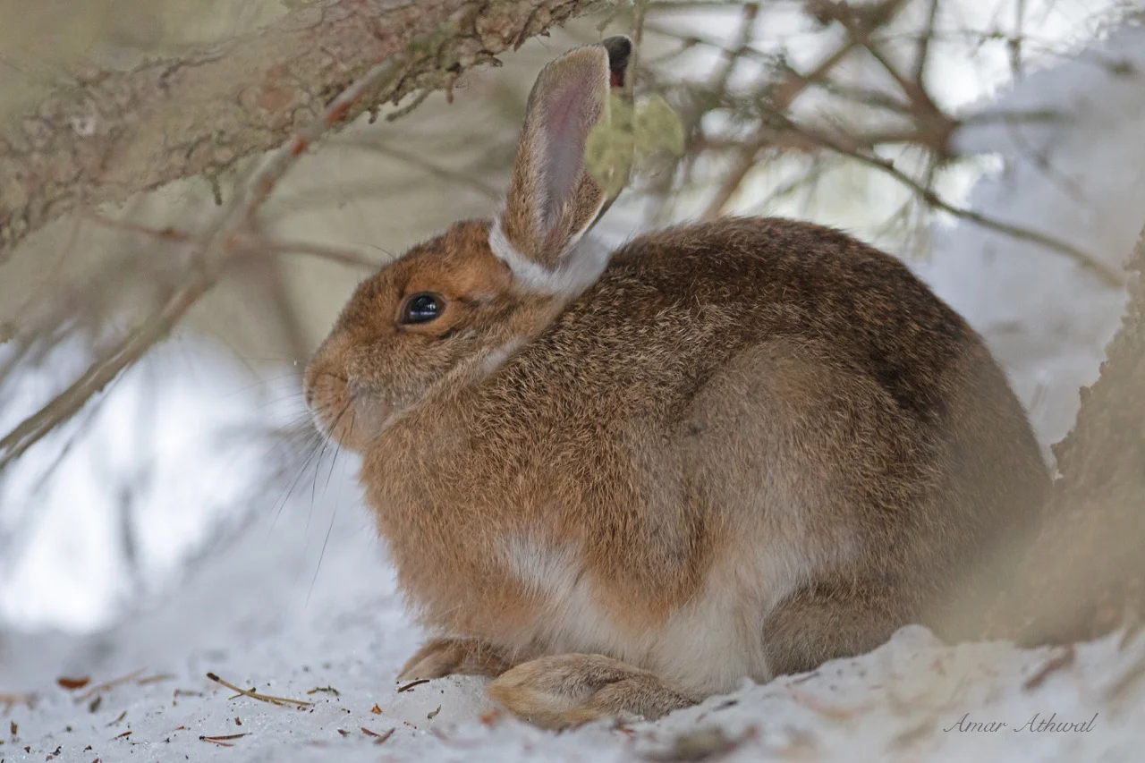 Snowshoe Hare 181114 Amar Athwal.jpg
