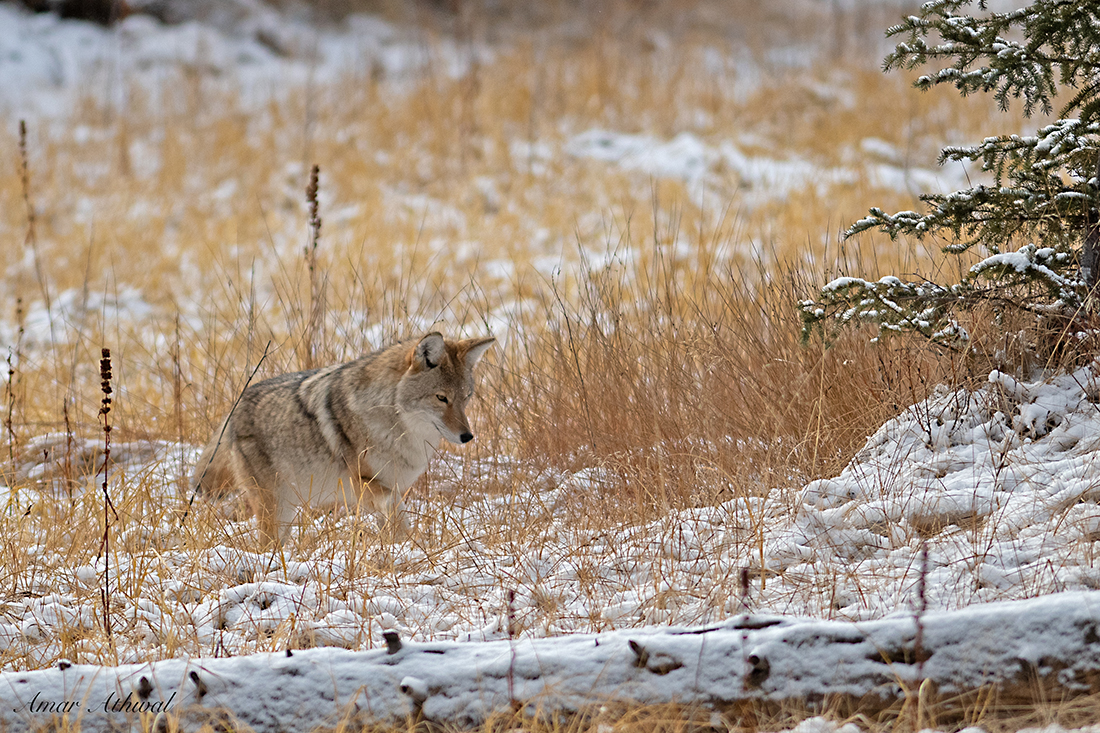 Coyote 181205 Amar Athwal.jpg