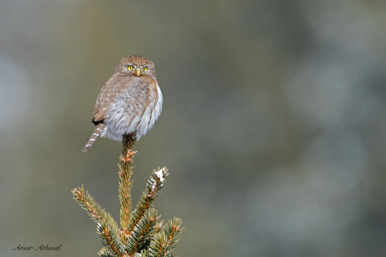 Northern Pygmy Owl 181207 Amar Athwal.jpg