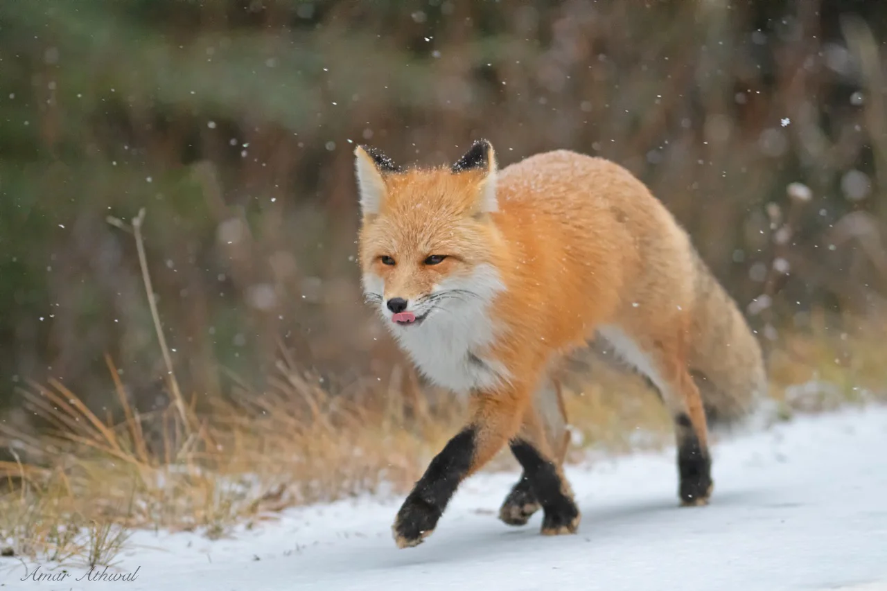 Red Fox 181214 Amar Athwal.jpg