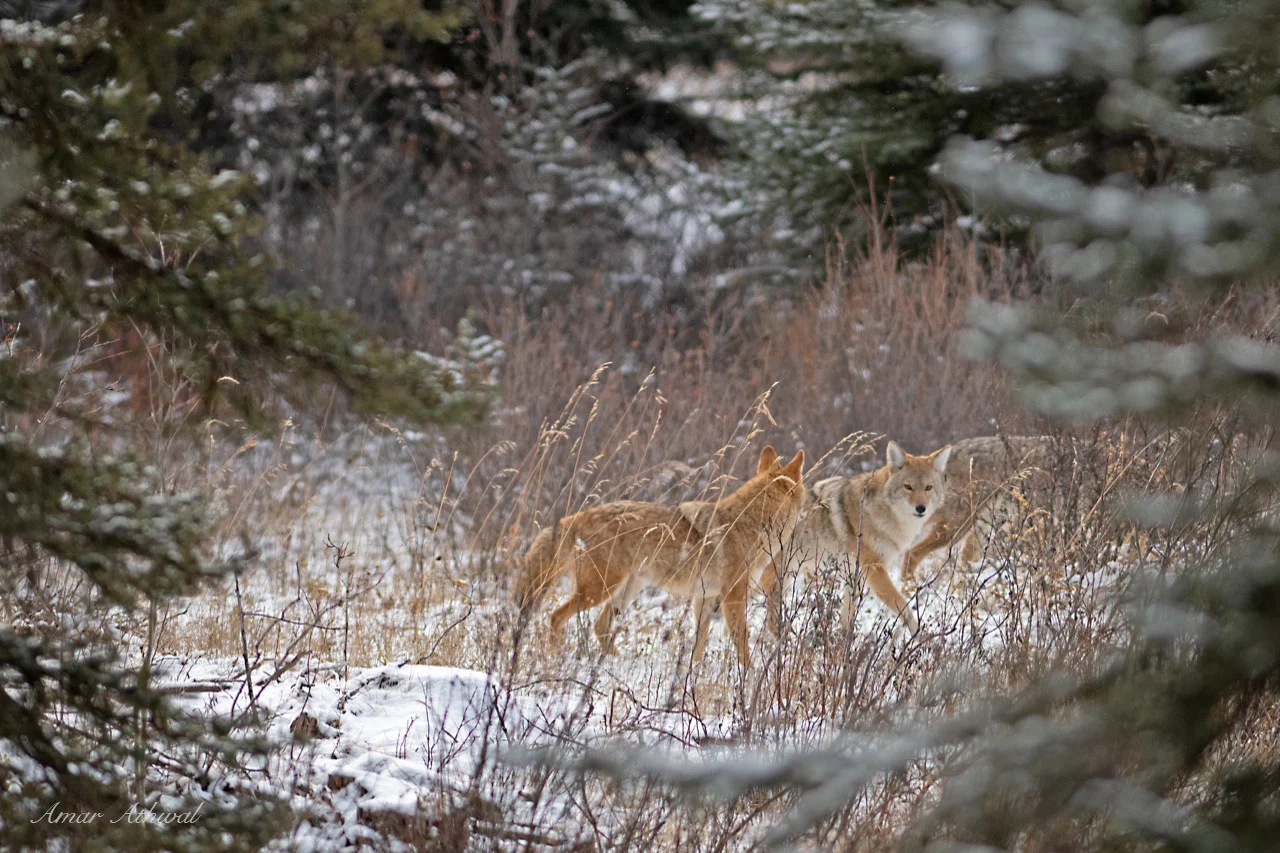 Coyote 181221 Amar Athwal.jpg