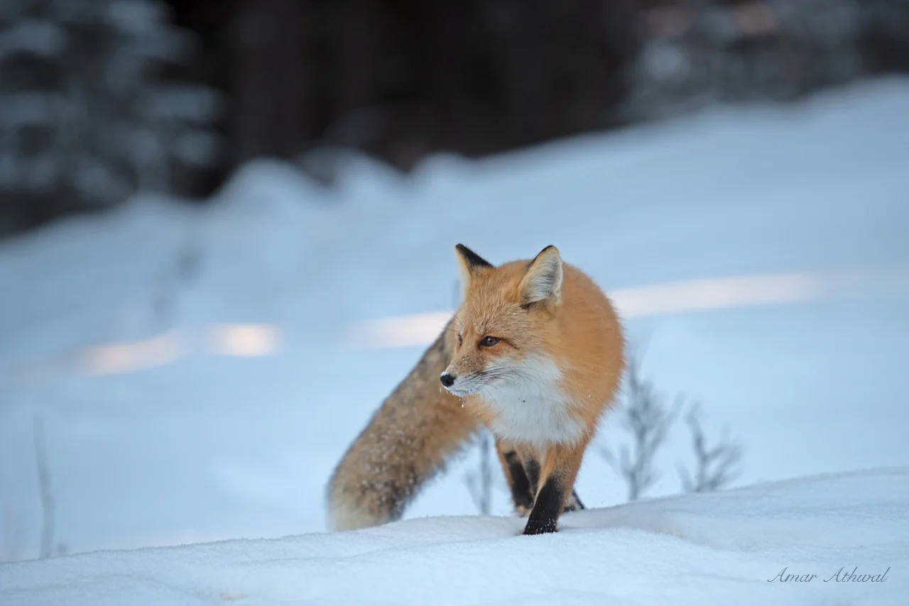 Red Fox 190405 Amar Athwal.jpg
