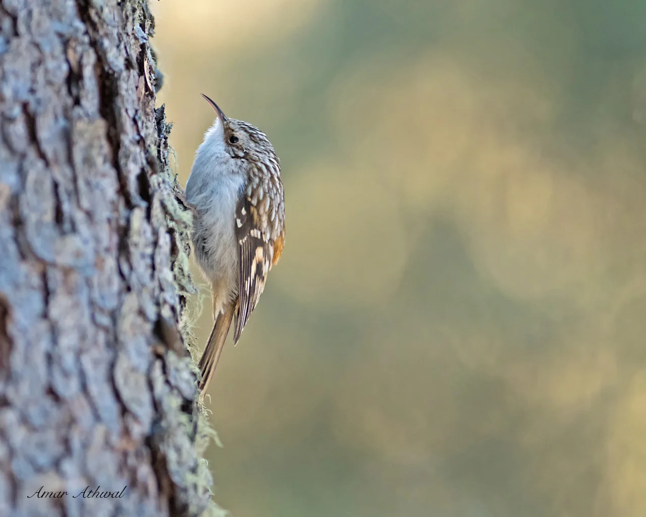 Brown Creeper 190305 10-Edit.jpg