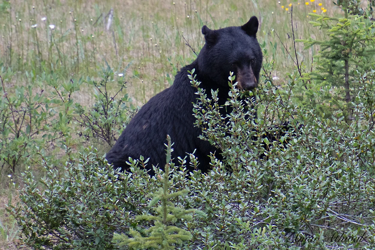 Black Bear 190716 Amar Athwal.jpg