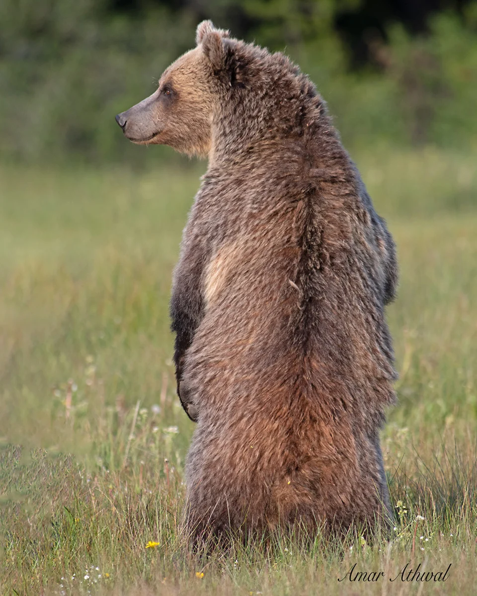 Grizzly 190729 Amar Athwal.jpg