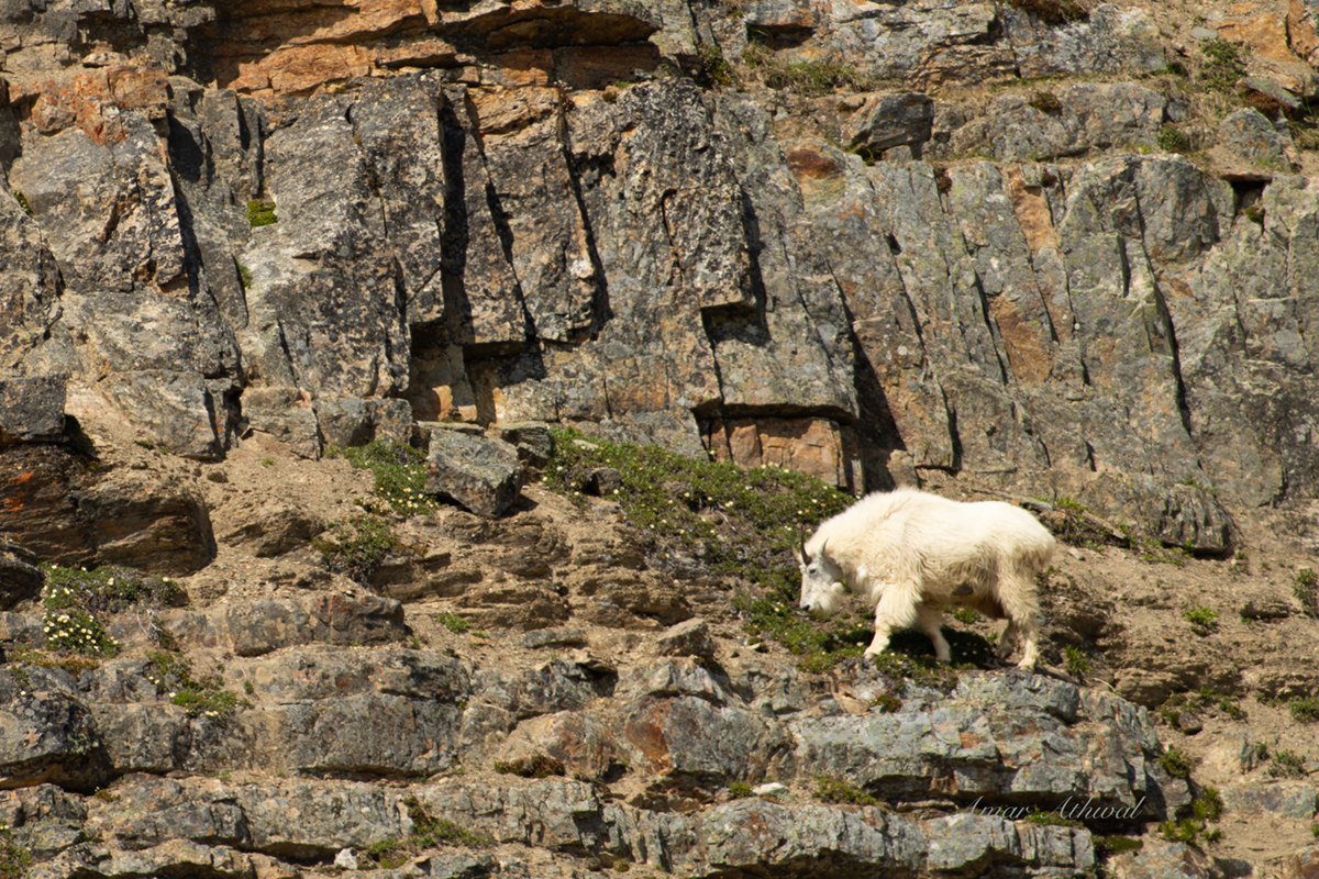 Mountain Goat 190807 Amar Athwal.jpg
