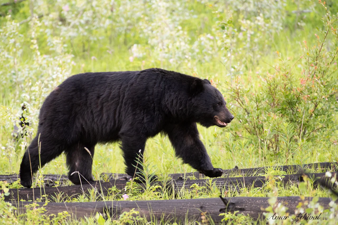 Black Bear 190809 Amar Athwal.jpg
