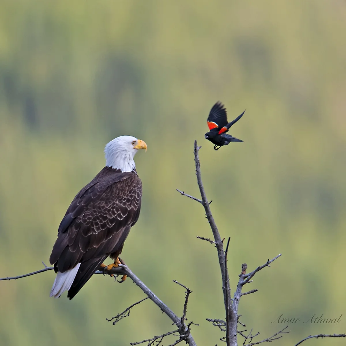 Bald Eagle and Red-winged Blackbird 190823 Amar Athwal.jpg