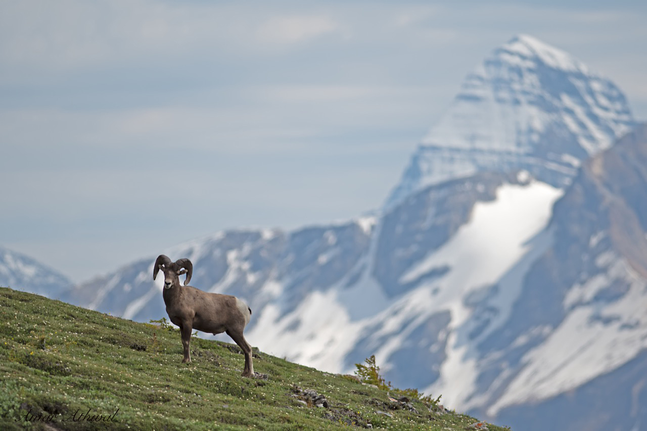 Bighorn Sheep — Banff Moments
