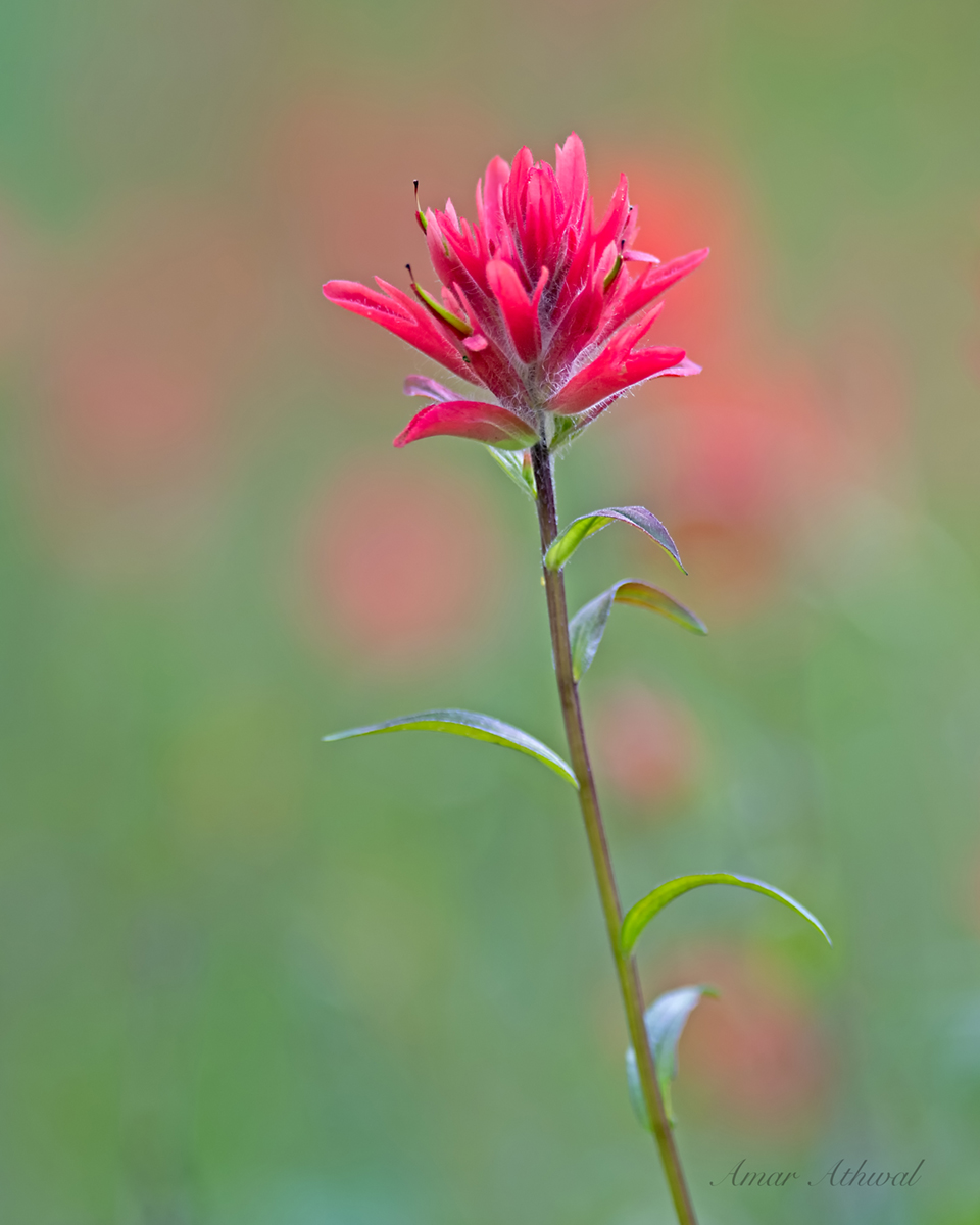 Red Paintbrush 190904 Amar Athwal.jpg
