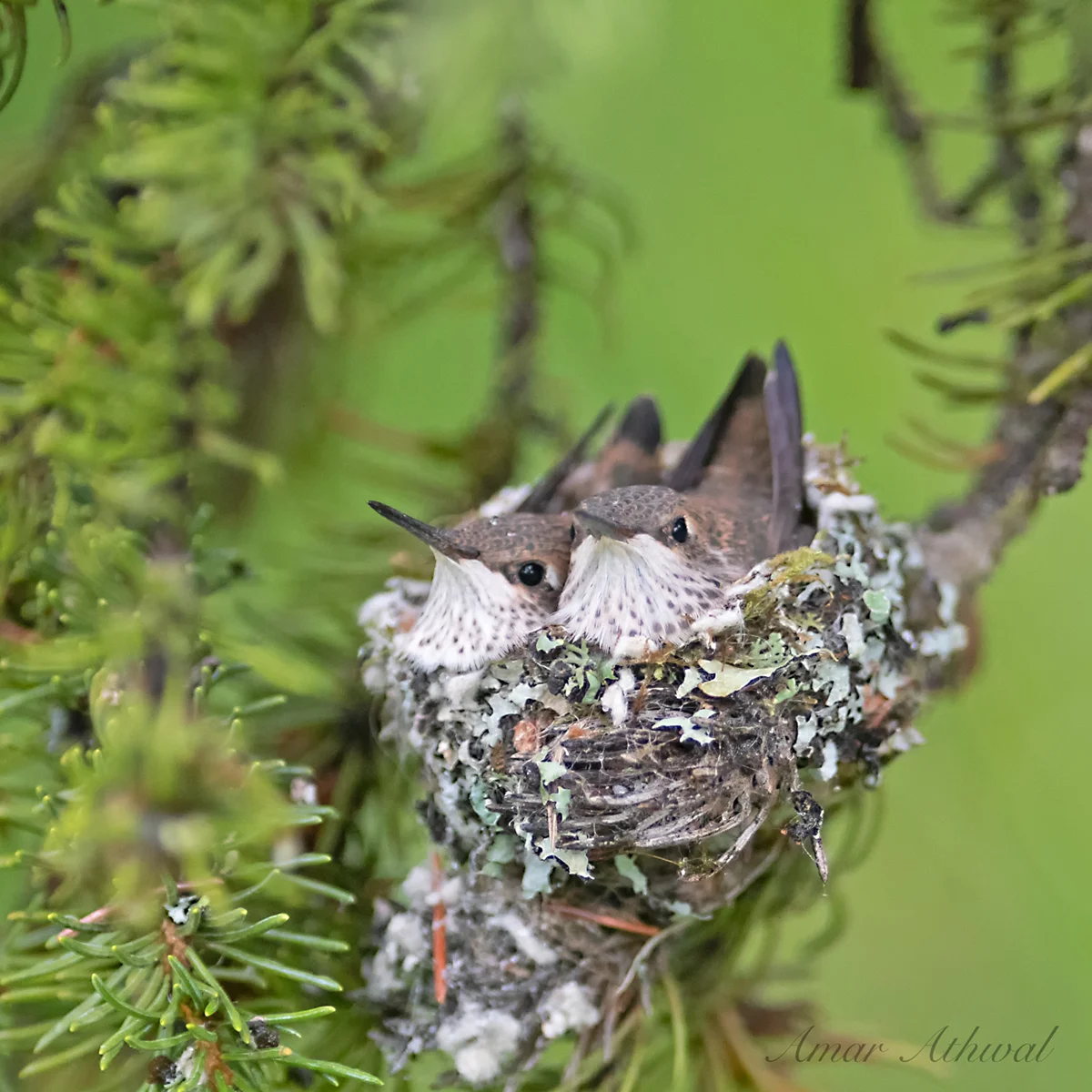 Rufous Hummingbird 190809 Amar Athwal.jpg