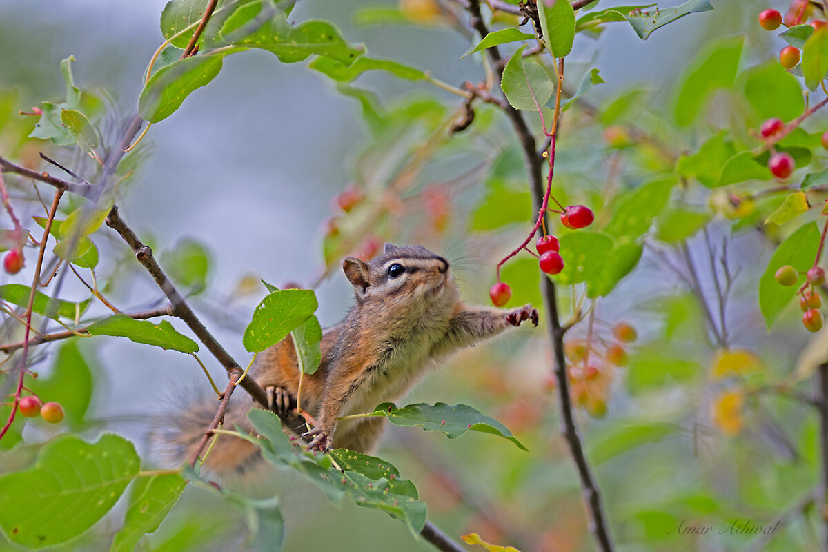 Least Chipmunk 190916 Amar Athwal.jpg