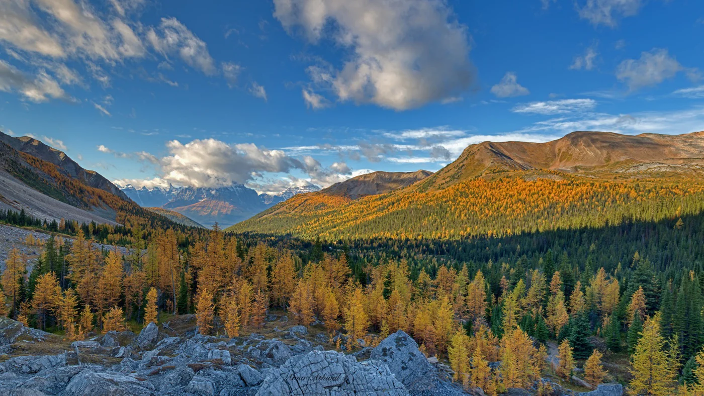 Larch trees 190927 Amar Athwal.jpg