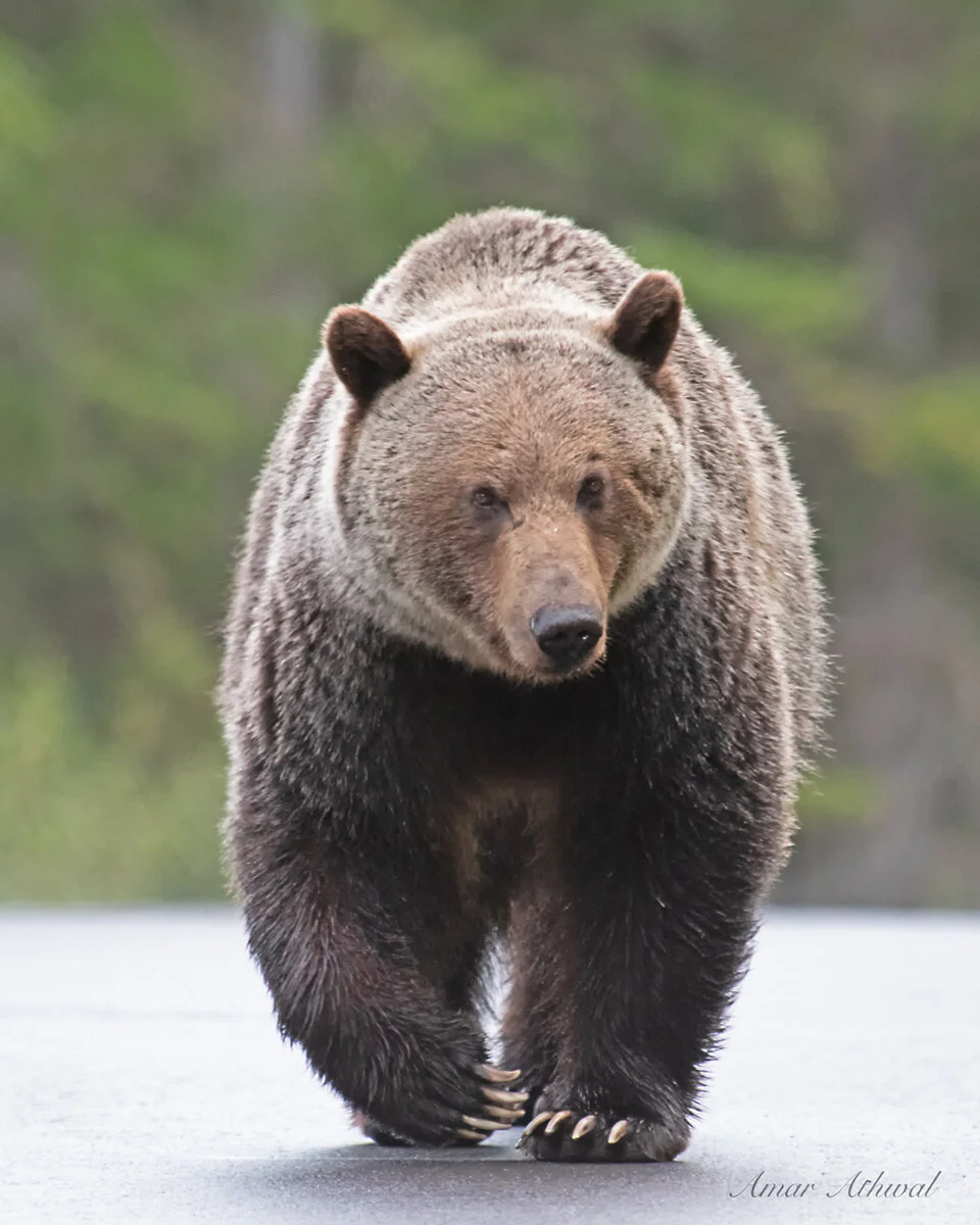Grizzly 191004 Amar Athwal.jpg