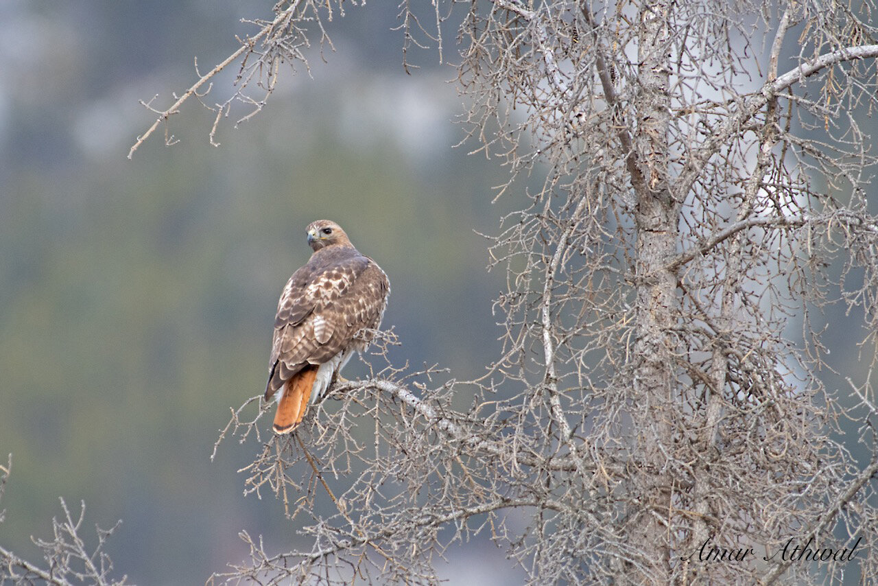 Red-tailed Hawk 191011 Amar Athwal.jpeg