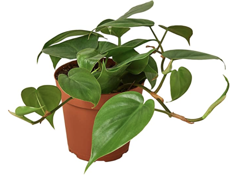 Philodendron 