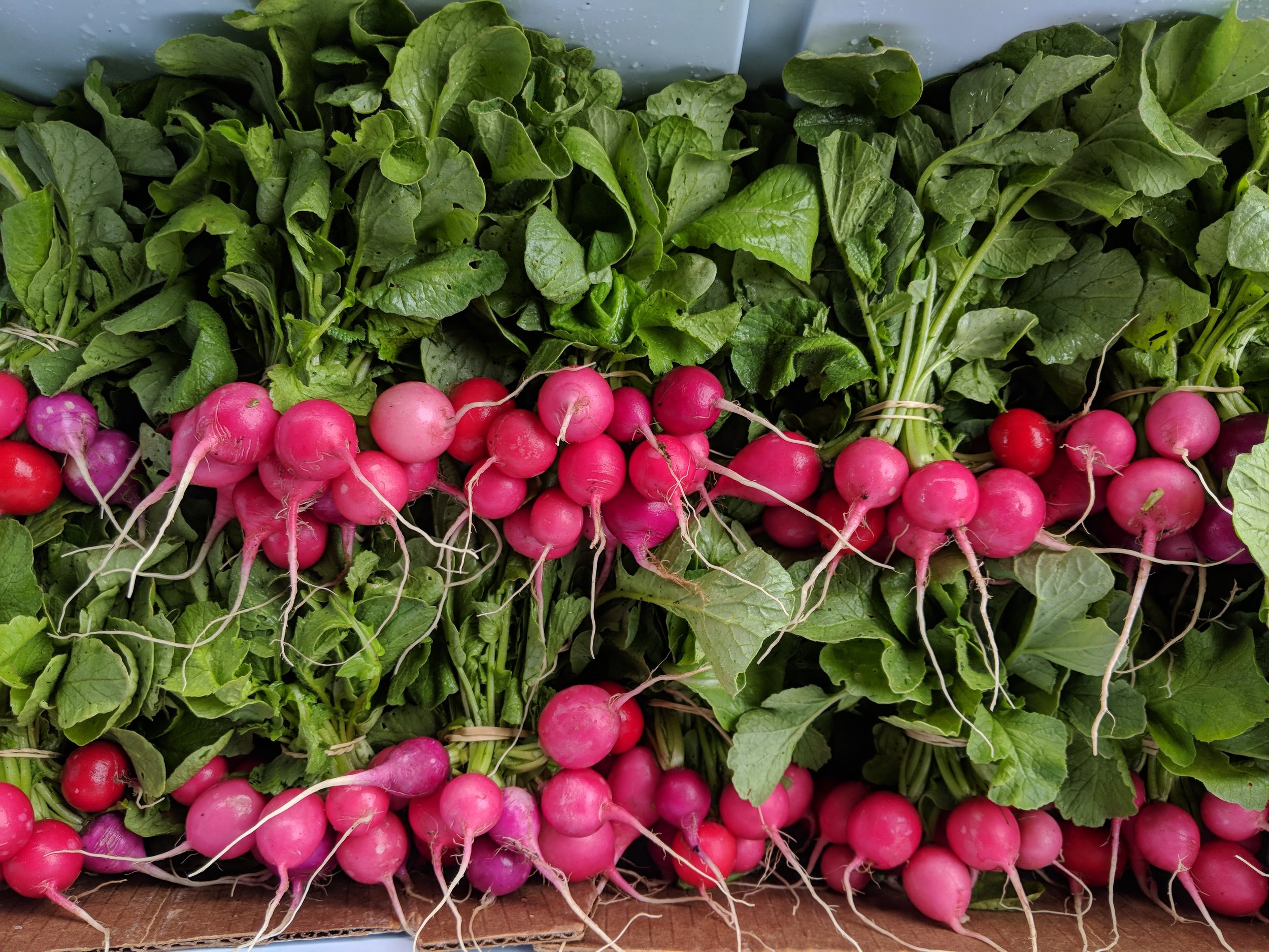 Radishes.jpg