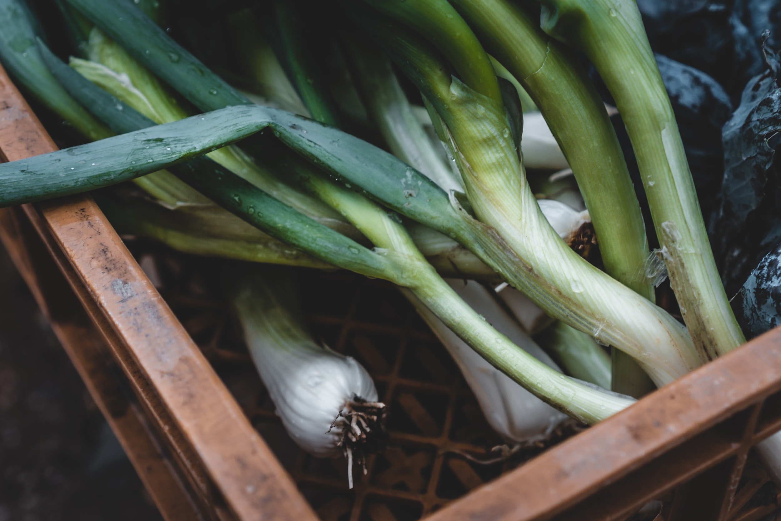 Лук пахнет луком у мужчин. Leek Grain Fly.