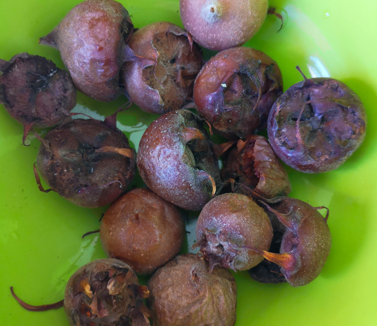 How to Eat Medlars