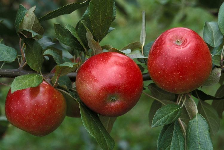 varicoza folk remedii oet apple)