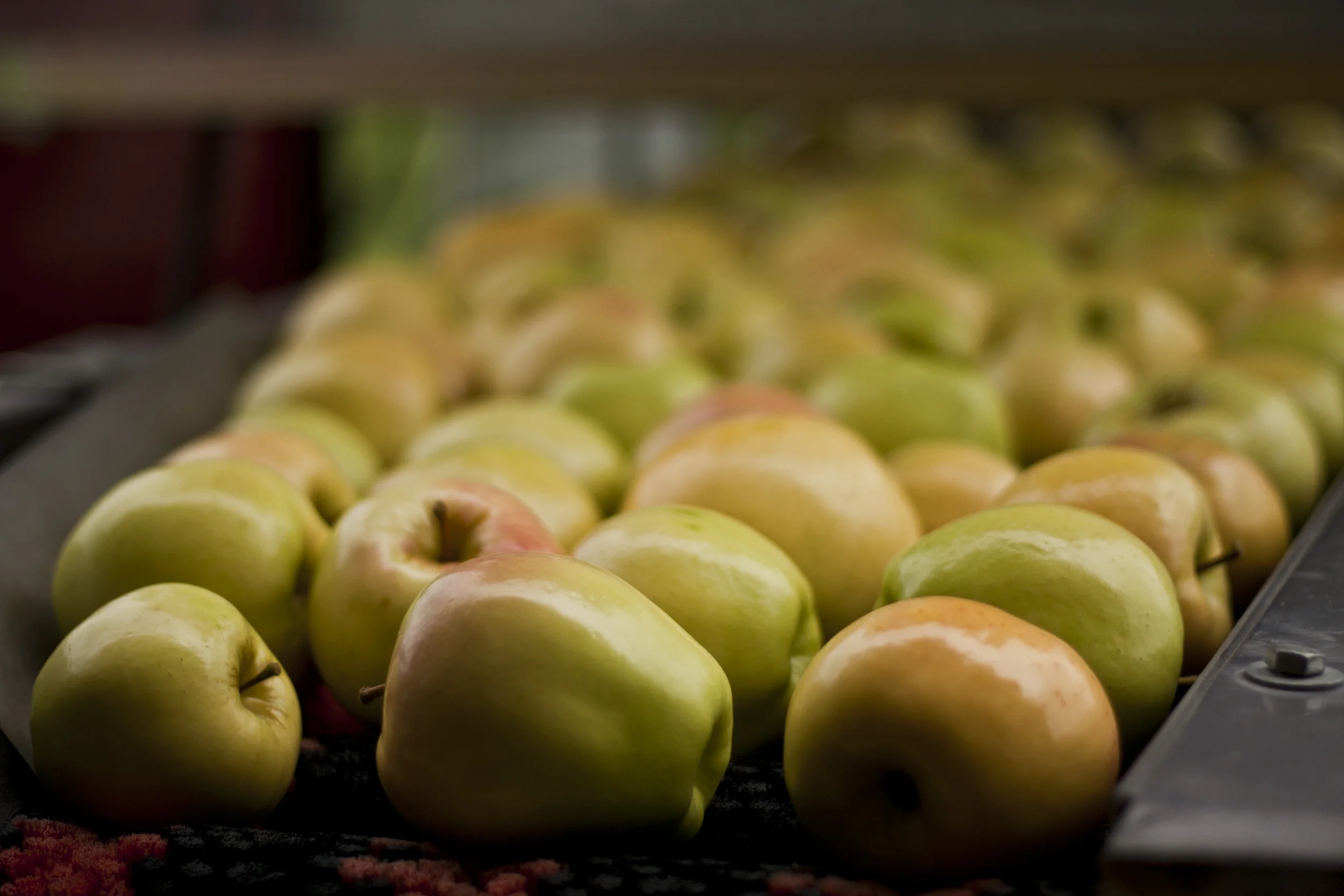 Golden Apples.jpg