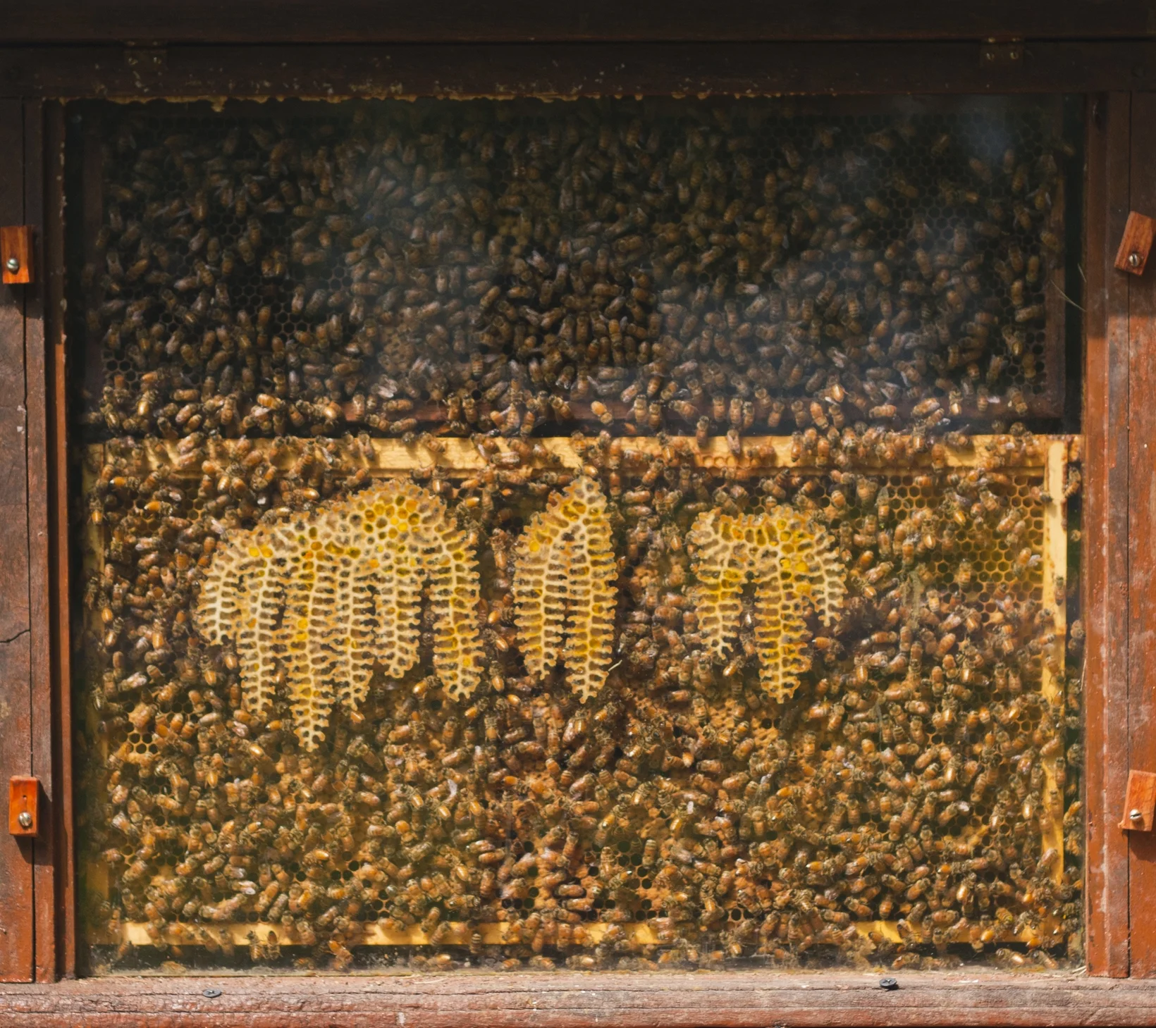 Observational Hive.jpg