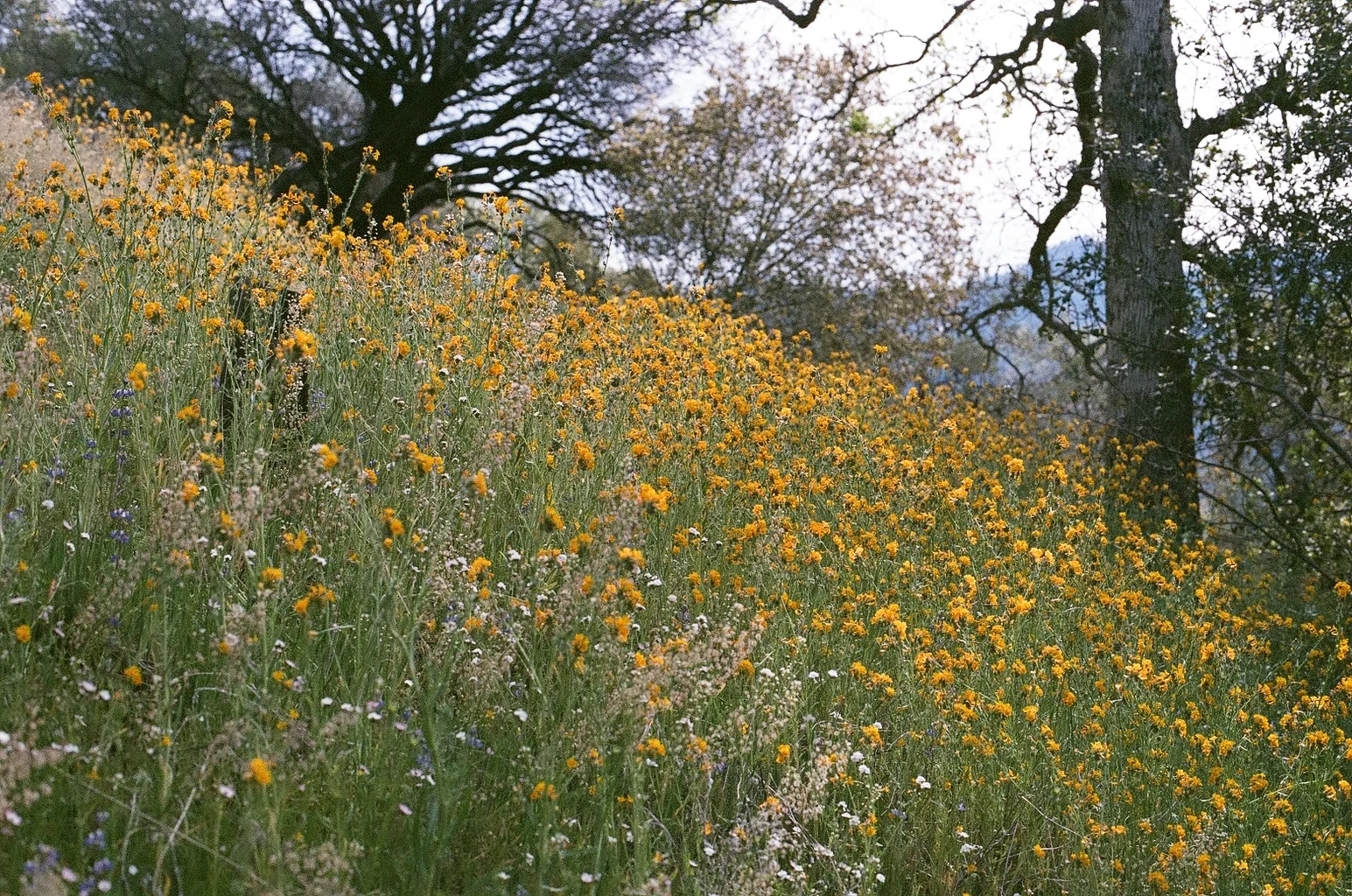 Sequoia + Yosemite National Park