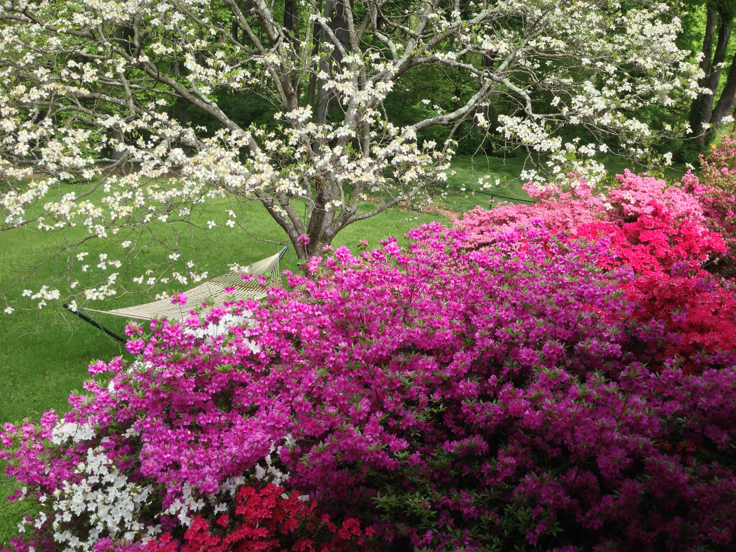 Azaleas Lead to the Yard