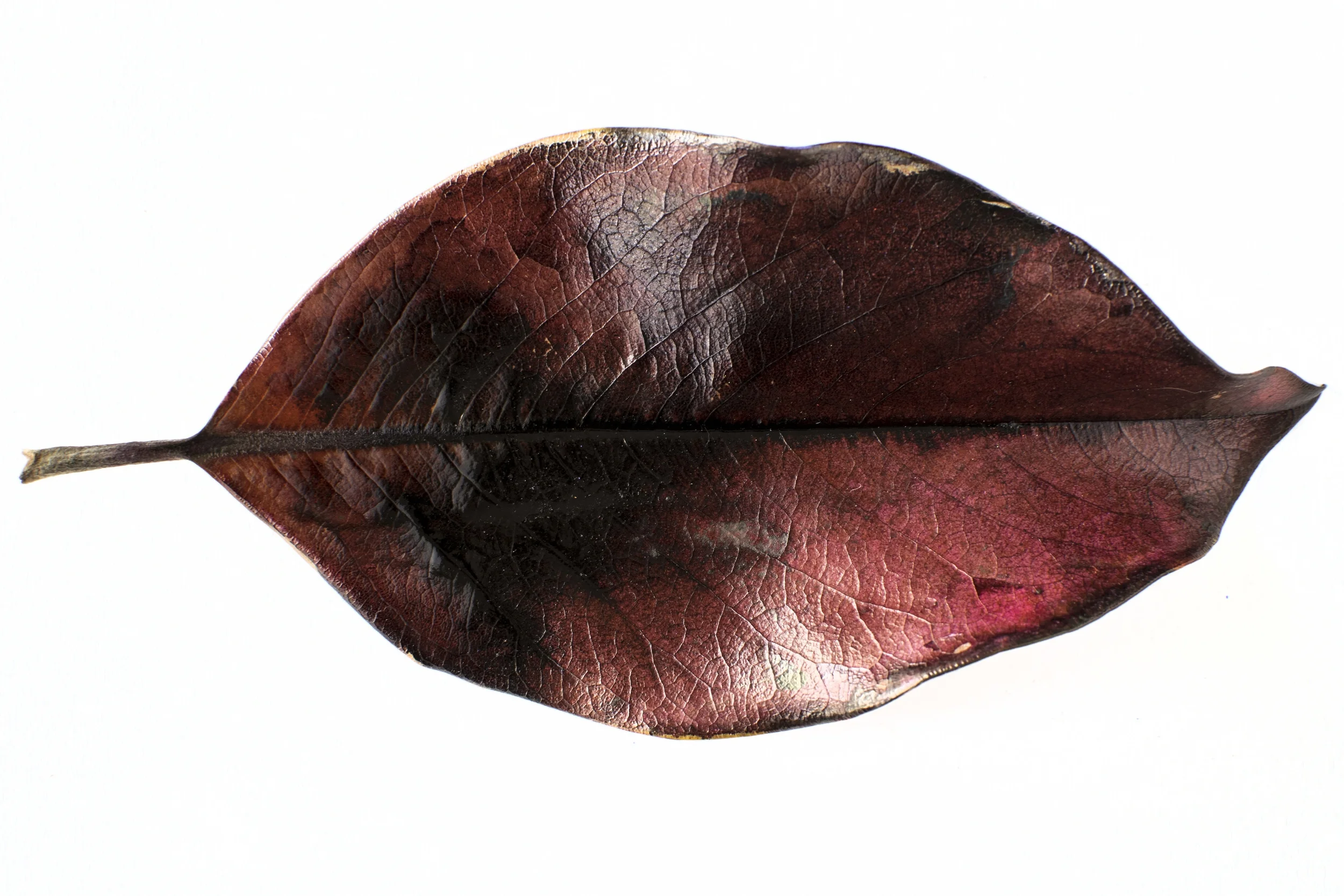 Untitled (red leaf)