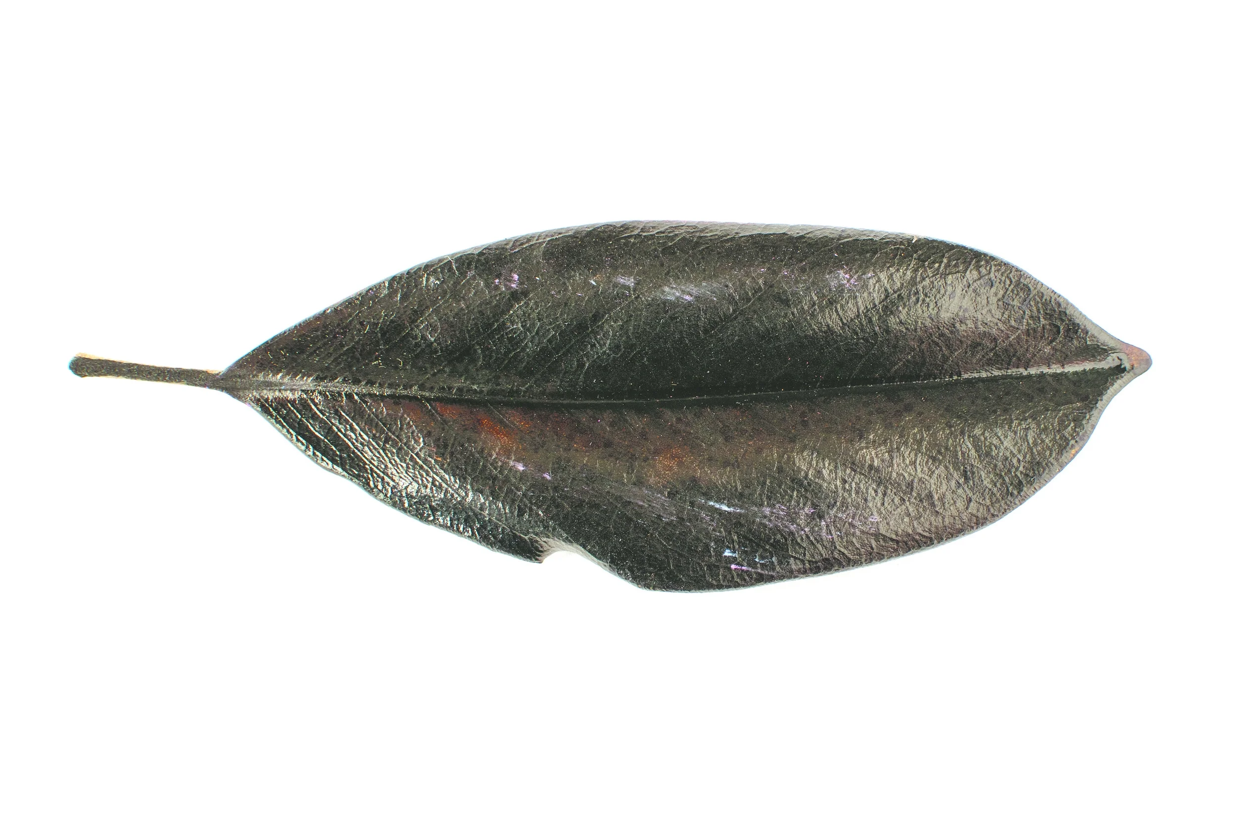 Untitled (black leaf)