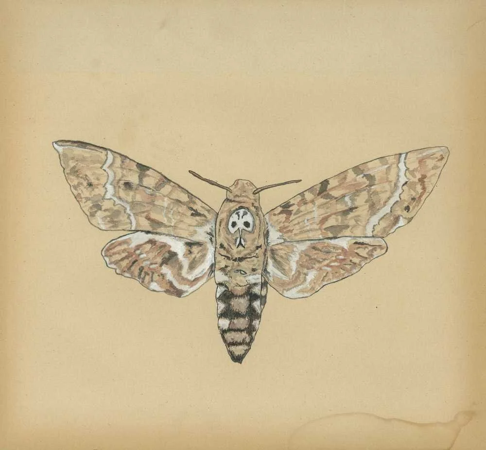 moth_by_christopher_payne.jpg