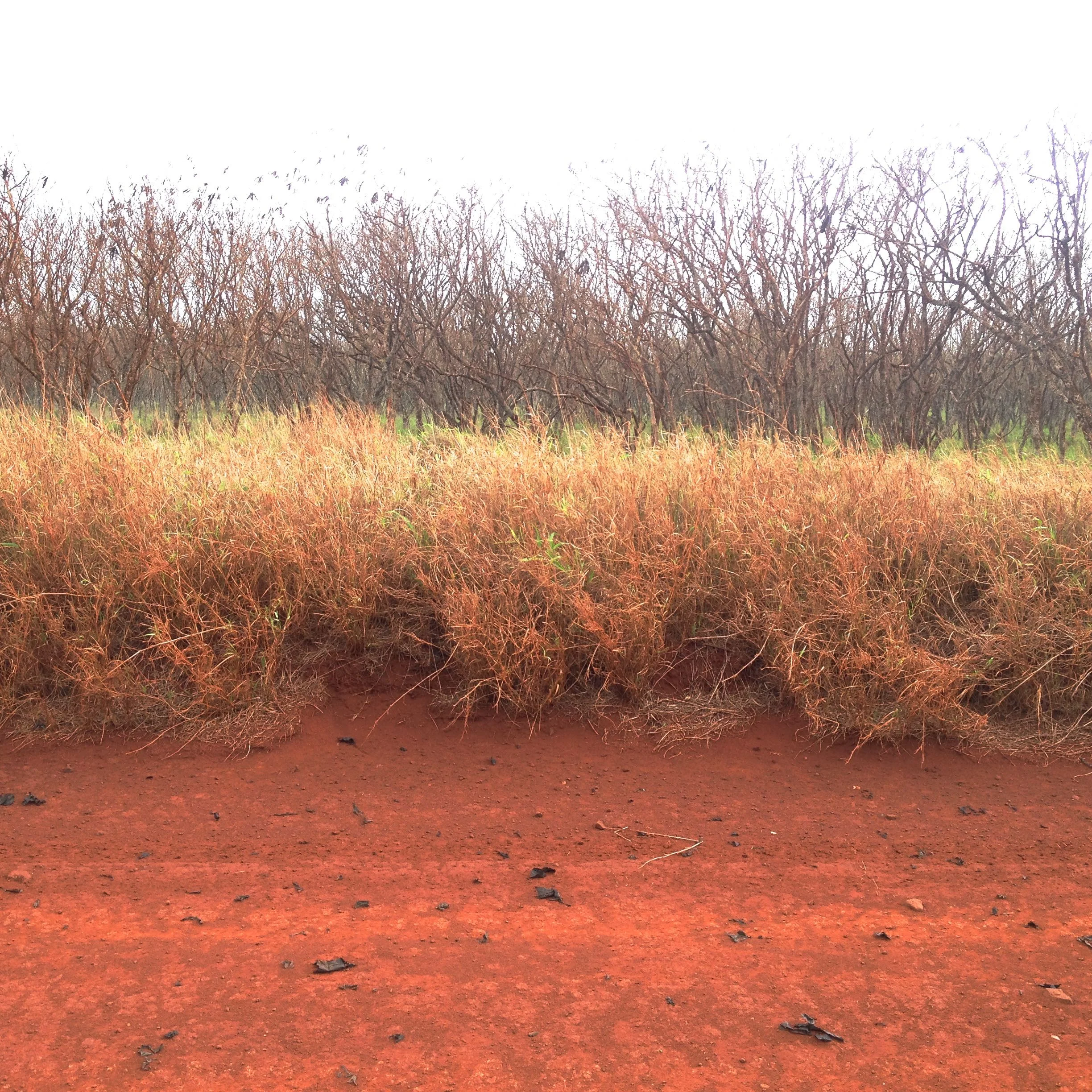 The rugged red dirt of Molokai