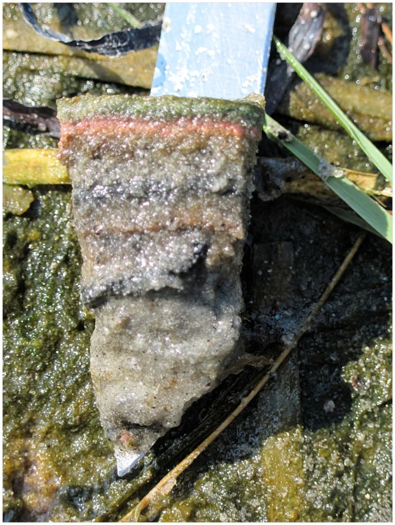 Fig. 2 — An example of a laminated microbial mat in the Sippewissett Salt Marsh near Woods Hole, MA.