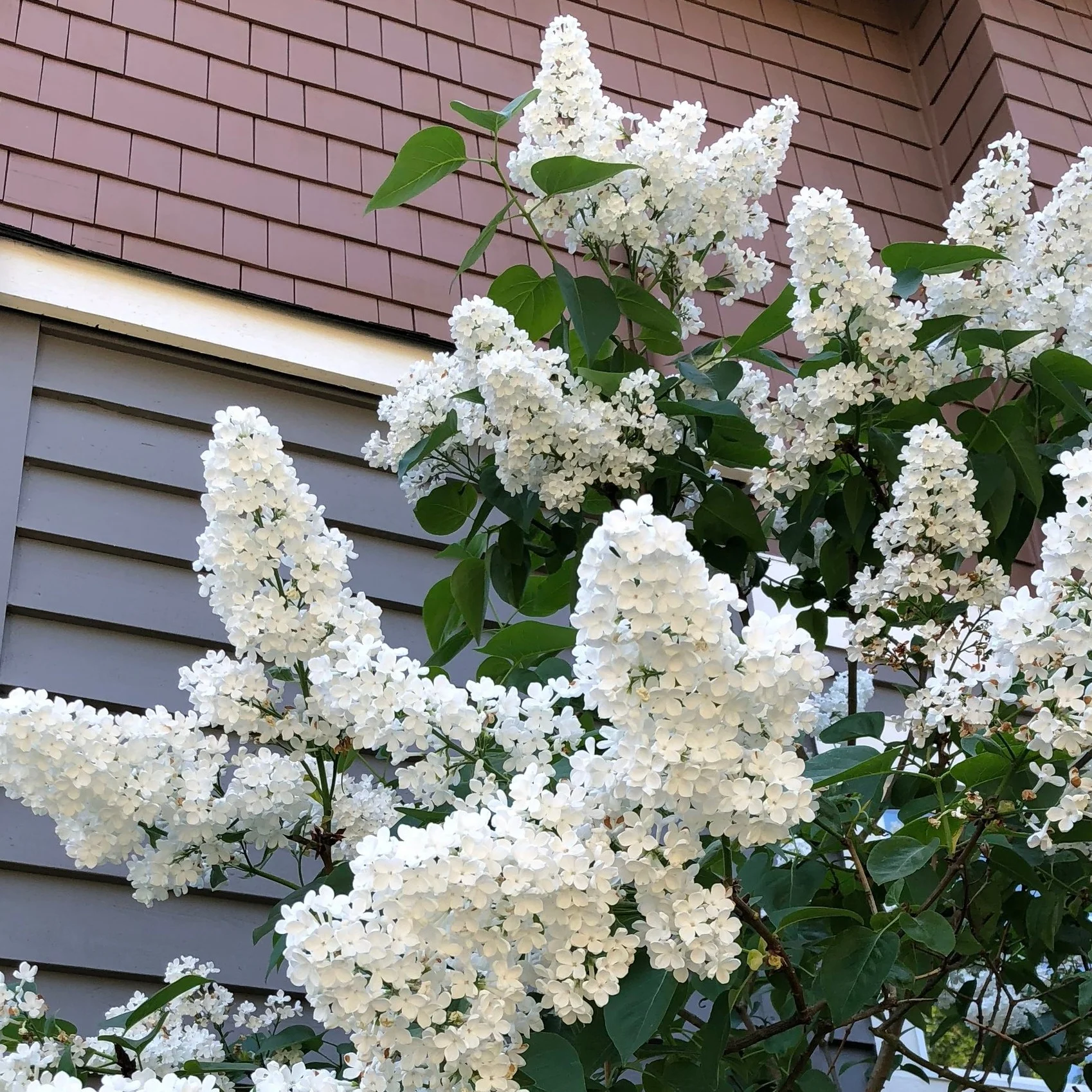 White Lilac