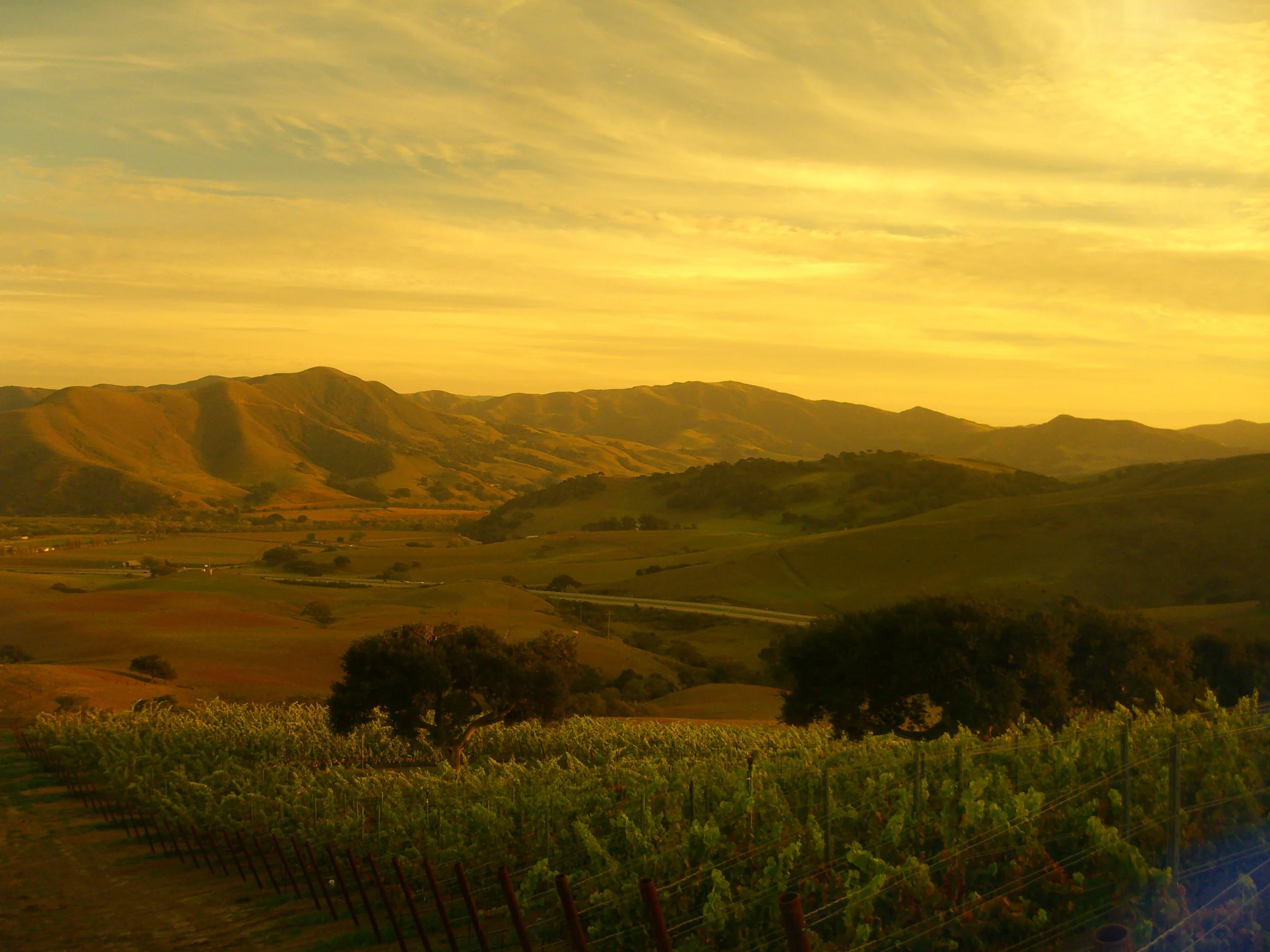 John Sebastiano Vineyard.JPG