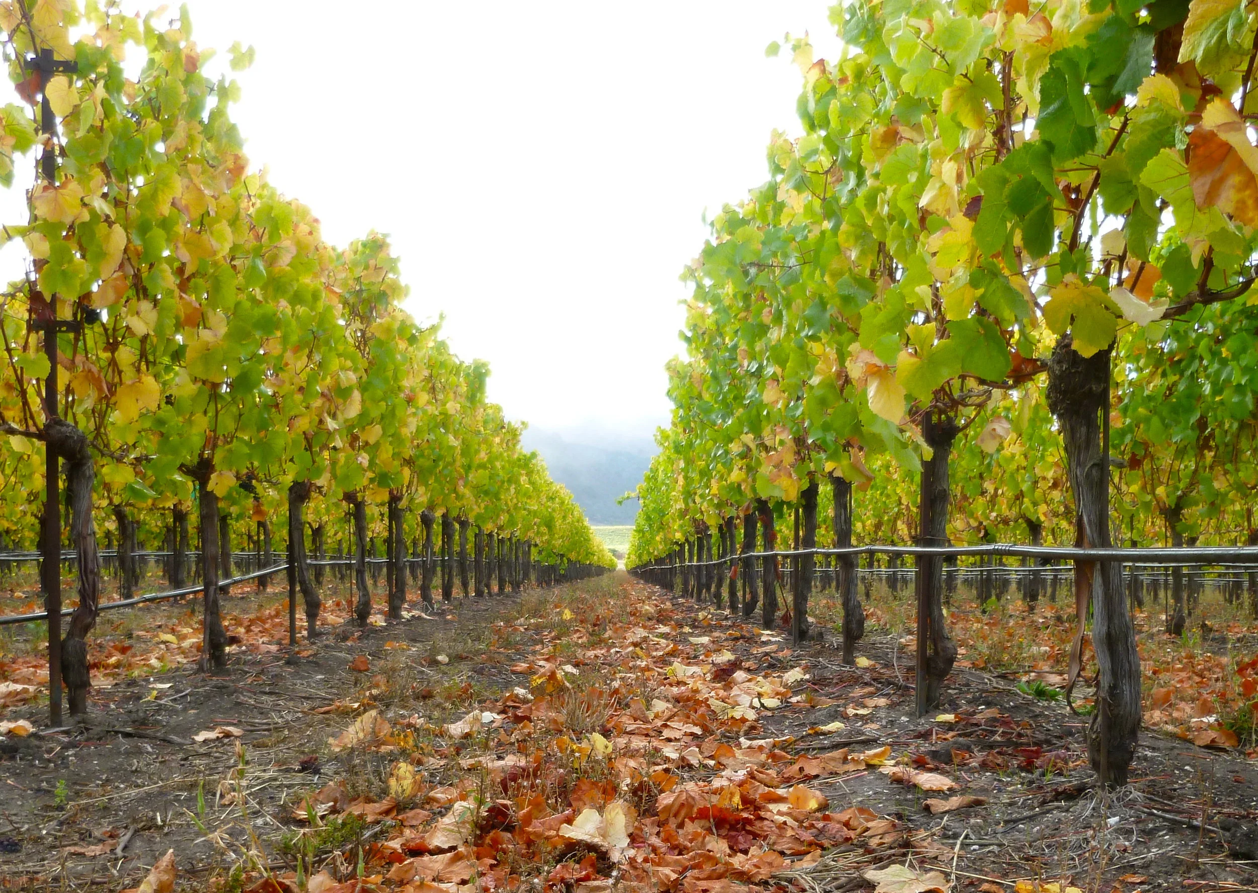 Fall at Fiddlestix Vineyard.jpg