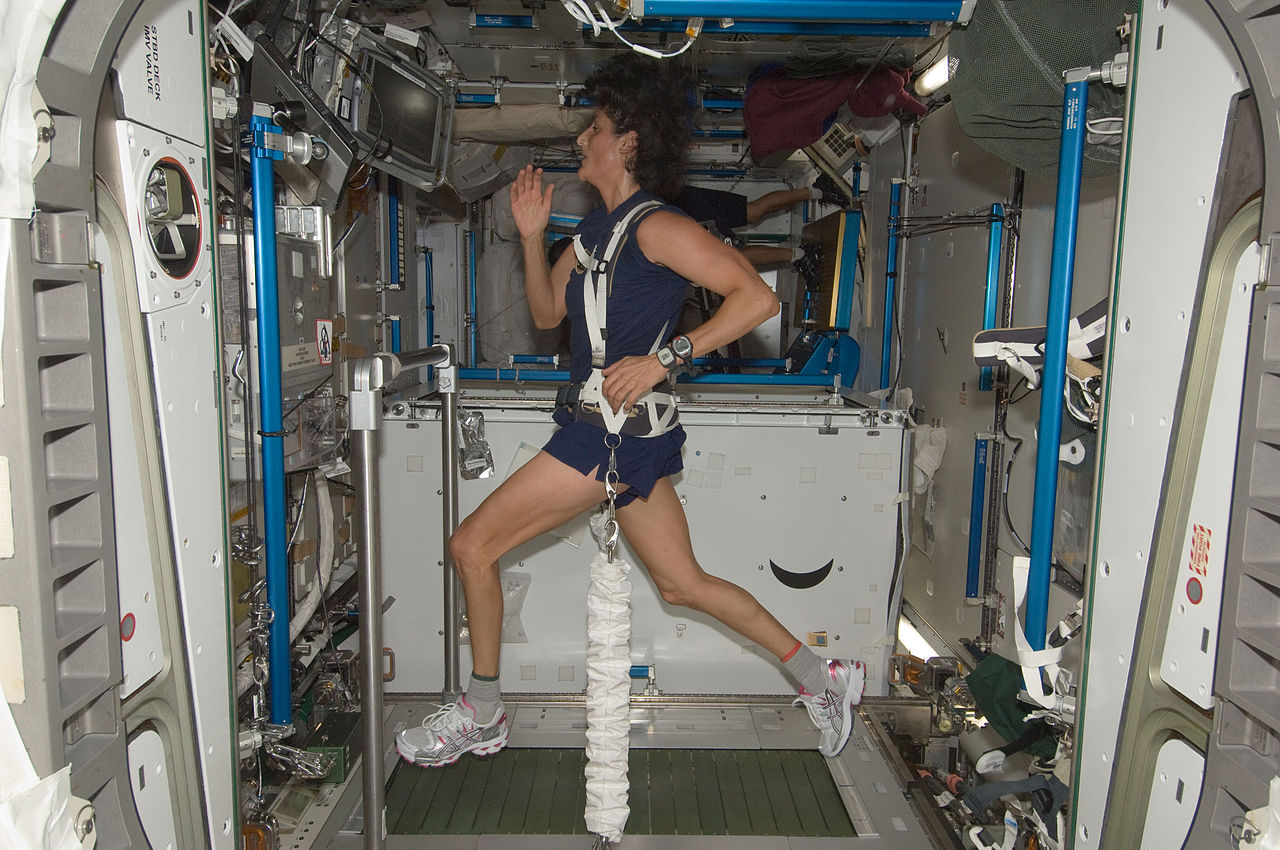 Astronaut Sunita Williams ( Exp.32 ) runs, bungeed to the Combined Operational Load Bearing External Resistance Treadmill ( COLBERT ), currently aboard the International Space Station.